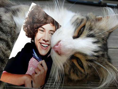 Wpis harrystylles