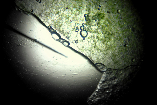 mikroskopowe
