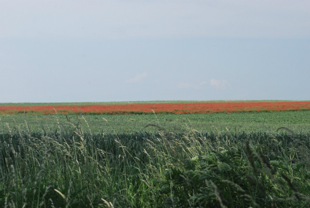 papaver.