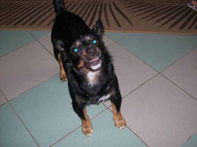 piesiek ;)