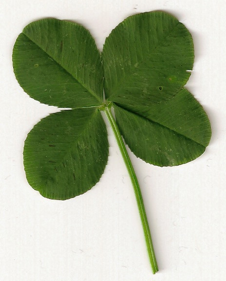 szczcie 