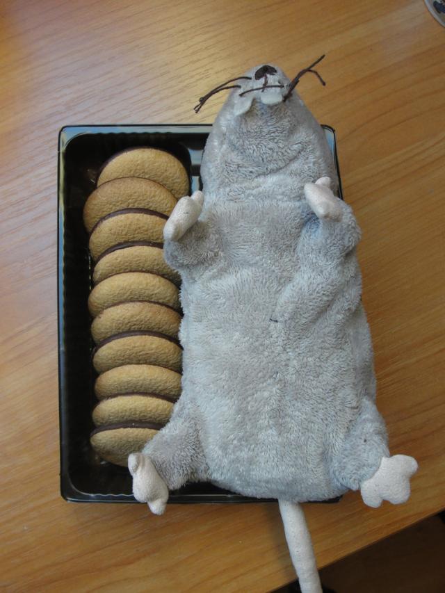 Wpis meerschweinchen