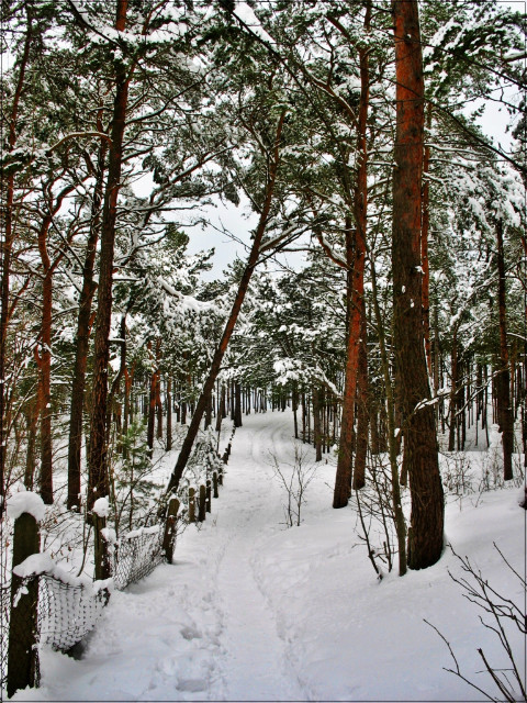 niegu