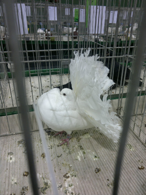 Pigeon