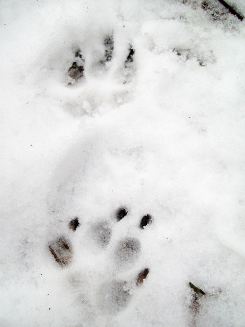 Hello, I'm in snow