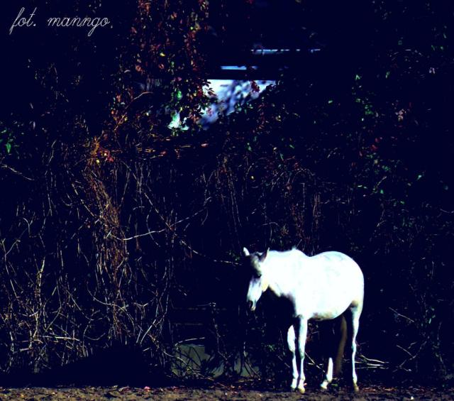 Wpis manngo1
