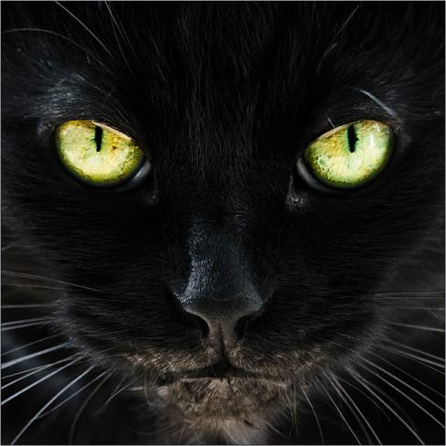 black cat.