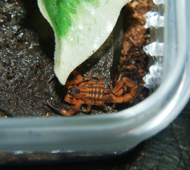 Babycurus jacksoni L2