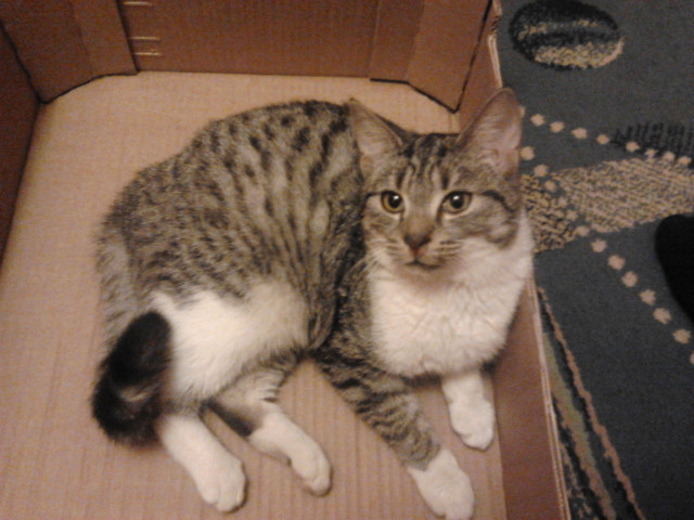KitkaxD