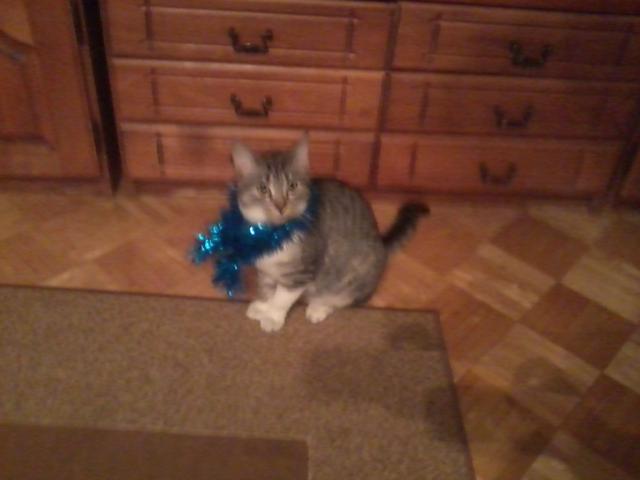 Kicia;P