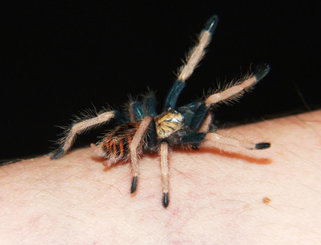 Chromatopelma cyaneopubescens L4