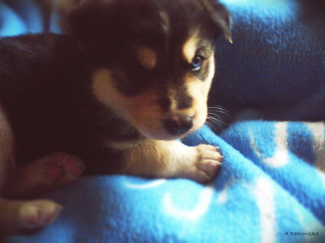 Dixon Junior