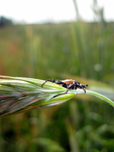 Wpis annamariacieplinska