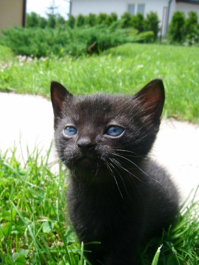 Mrau ^^