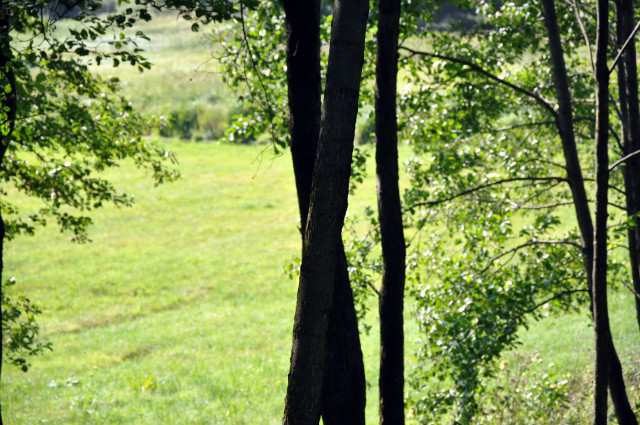 Green fields of summer 