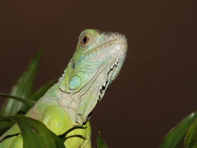 Wpis chuppacabra