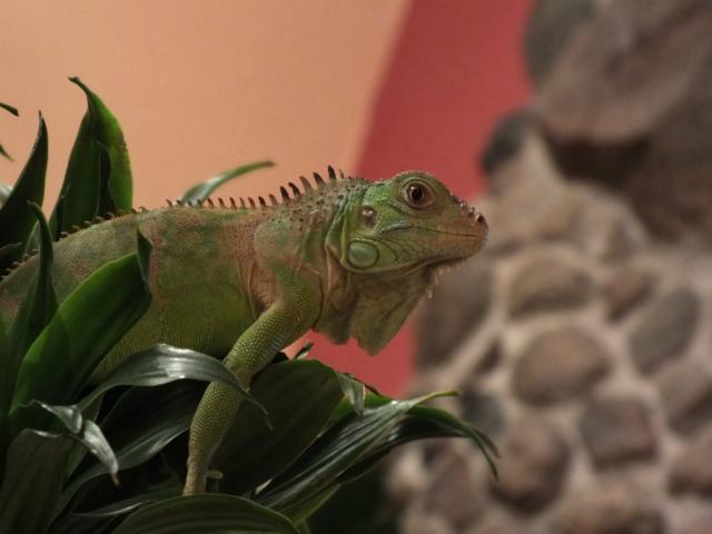 Wpis chuppacabra