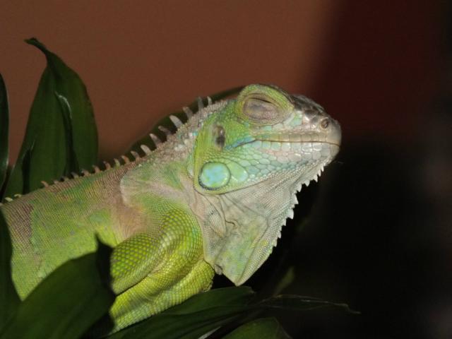 Wpis chuppacabra