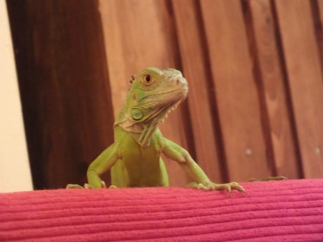 Wpis chuppacabra