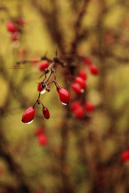 Tasty? poisonous?