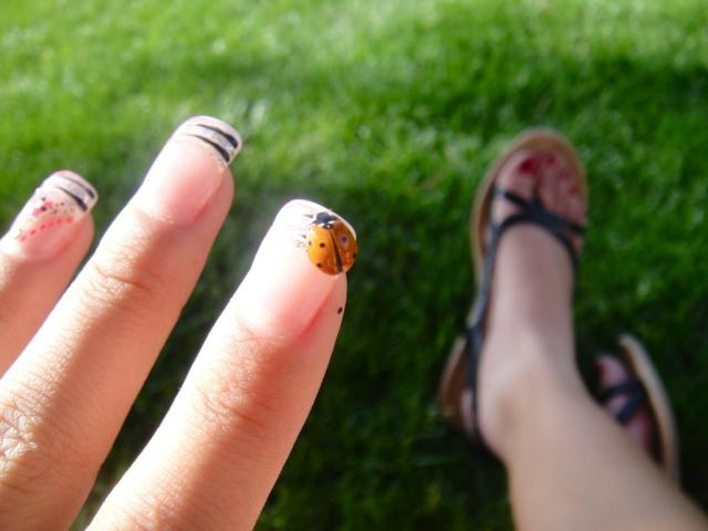 ladybird.