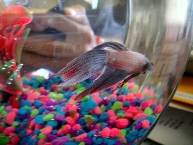 My fish.
