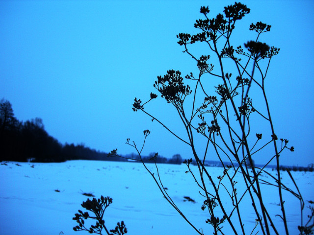 Into the blue.