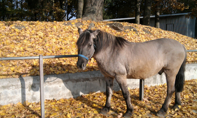 Bajarz:)