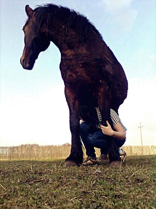 Wpis lovehorses246