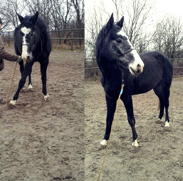 Wpis lovehorses246