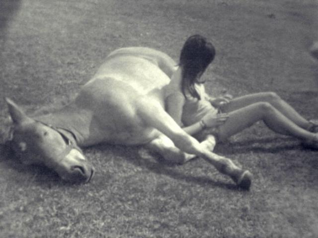 Wpis lovehorses246