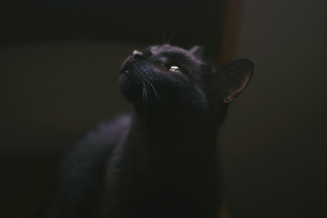 Nolla