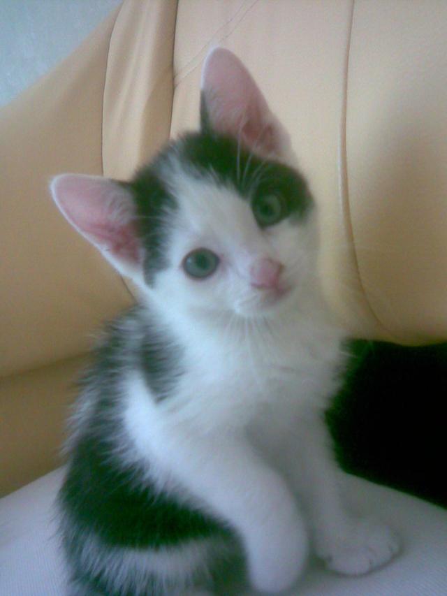 Henio;*