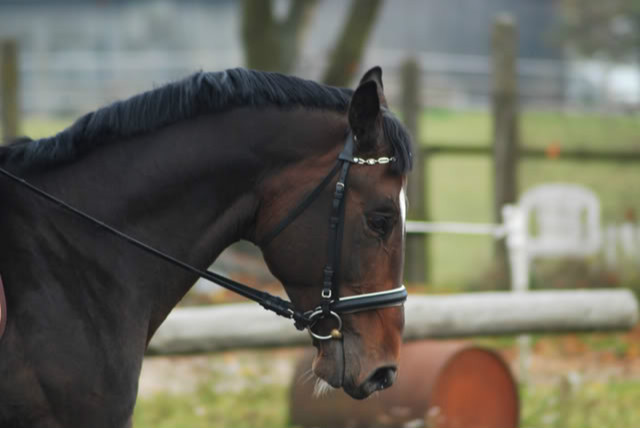 konie < 3