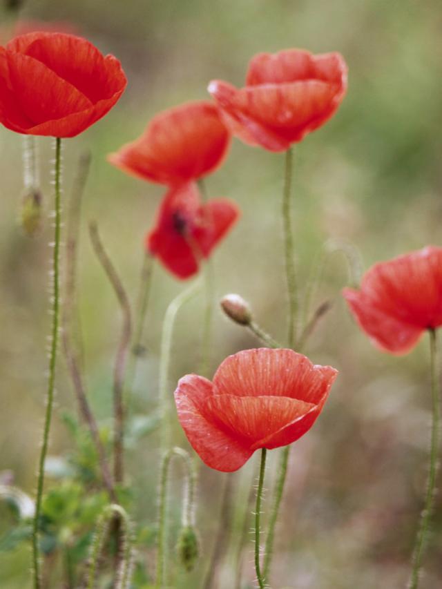 poppy