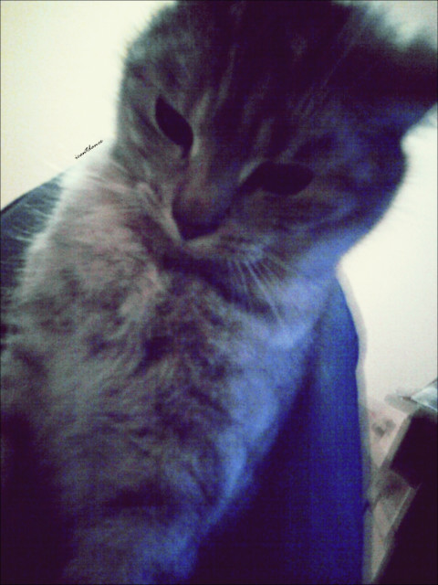 Foch i ch*j .