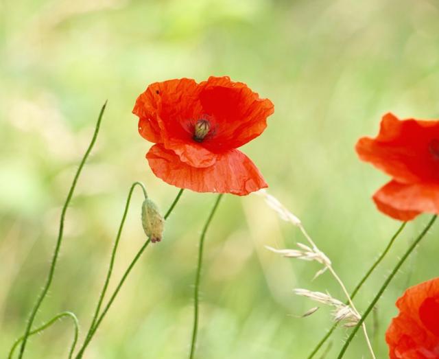 poppy II