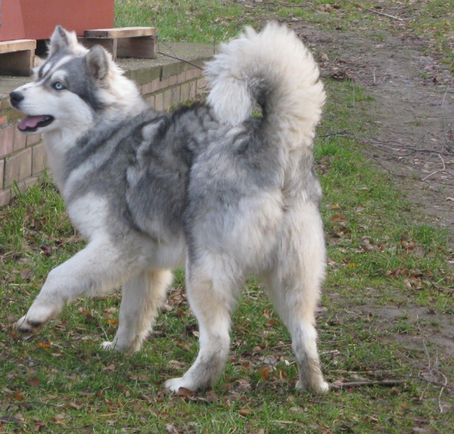 Hasu