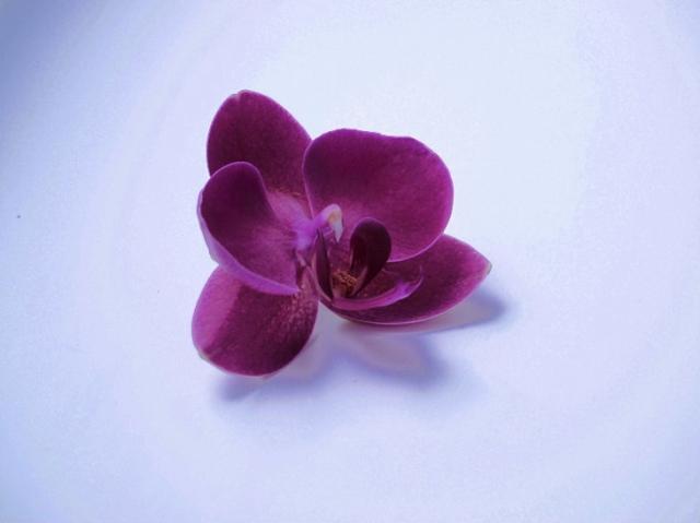 orchidea