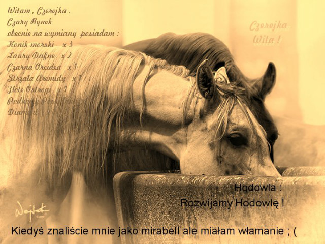 Prezentacja na howrse
