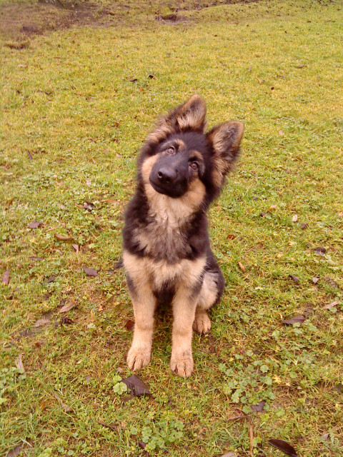 Diara :D