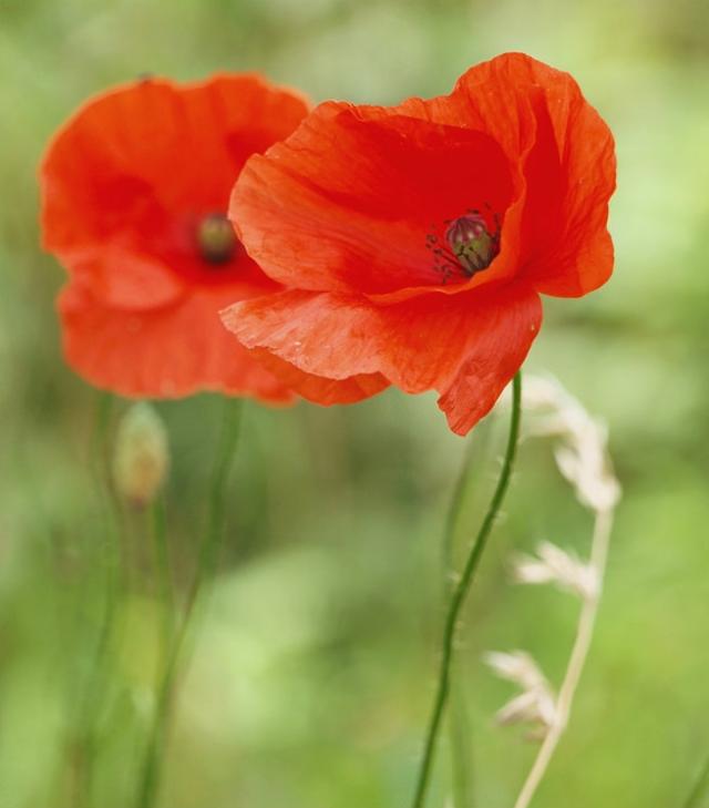 poppy III