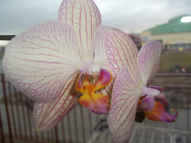 Orchidea 