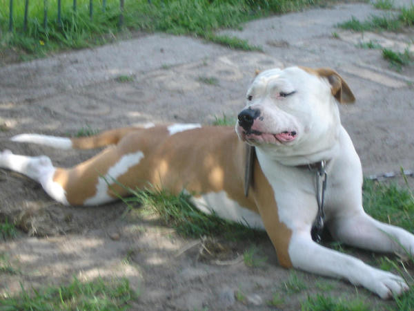Amstaff