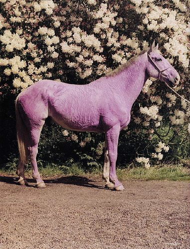lilac horse