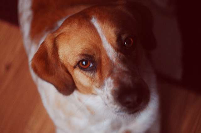 piesa