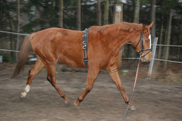 Czternasta