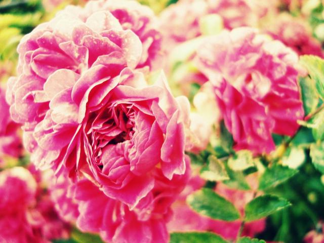 Rose ;*