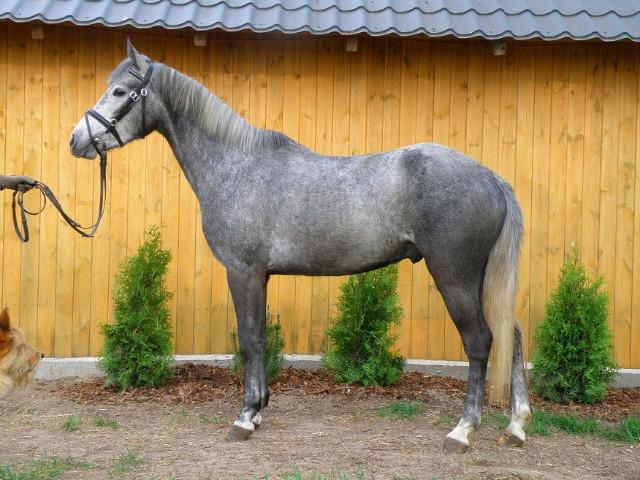 Wagabunda Ponysport