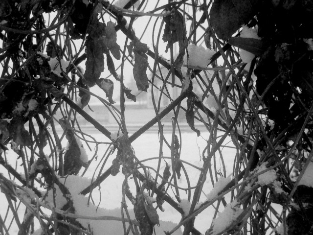 Winter or winter 